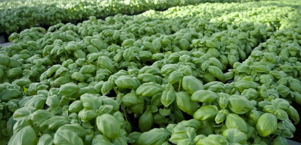 多汁的罗勒植物田图片下载