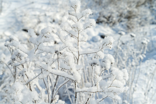 另一边是美丽的冬草图片下载