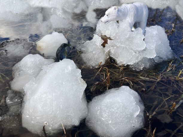 全球变暖概念照片，北极动物试图生存图片下载
