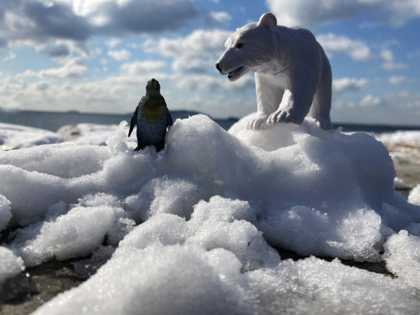 全球变暖概念照片，北极动物试图生存图片下载