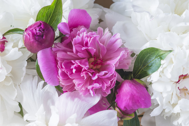 美丽的白色和紫色牡丹背景图片下载