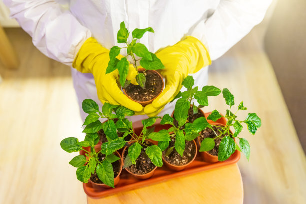 园丁育苗员拿着一个托盘。一名专业育种人员培育蔬菜新品种，在冬季人工光照下培育幼苗。图片下载