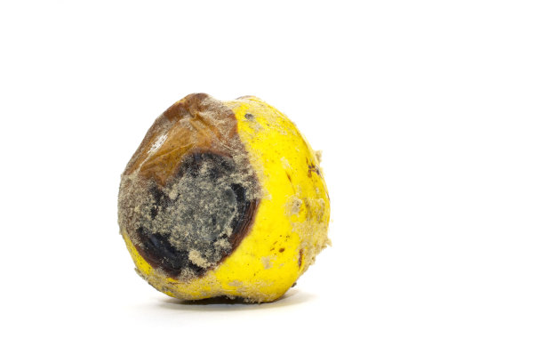 过熟的、变质的榅桲果。边腐烂，霉菌，和真菌。水果腐烂的过程。白色背景。图片下载