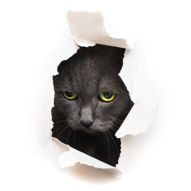 猫往洞里看图片下载