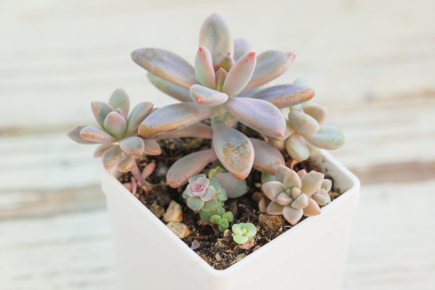 完美柔和的颜色多肉在白色的背景图片下载