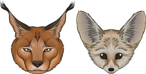 耳廓狐和山猫口套毛皮图片下载