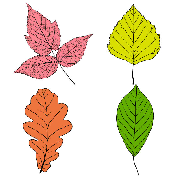 设置草图剪影叶在白色背景插图图片下载