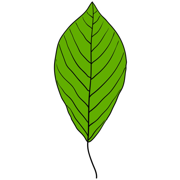 素描剪影叶在白色的背景插图图片下载