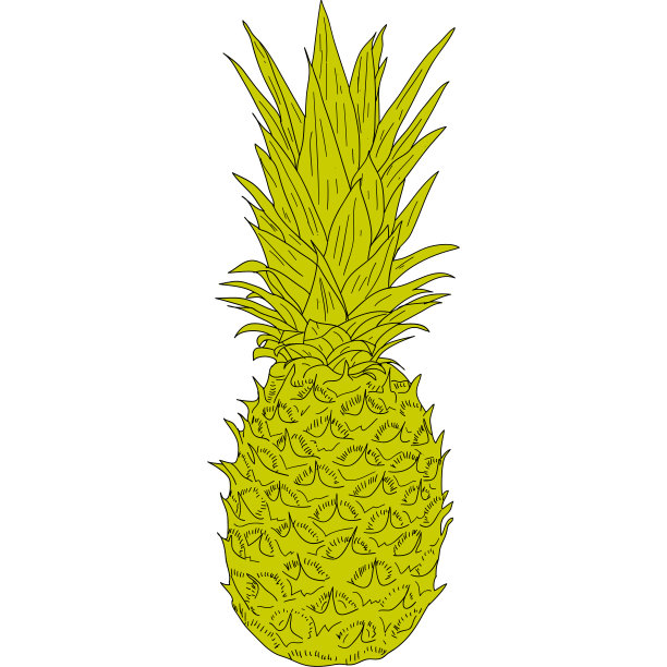 在白色背景插图上画菠萝的剪影素描图片下载