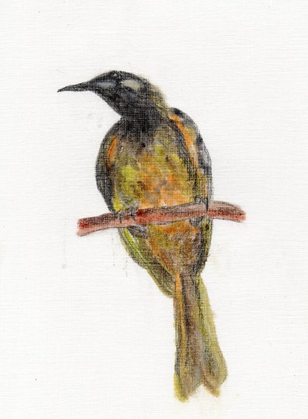 白耳蜜雀插图图片下载