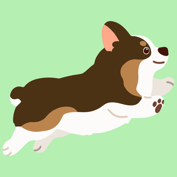 扁色可爱的貂色柯基跳在侧视图图片下载