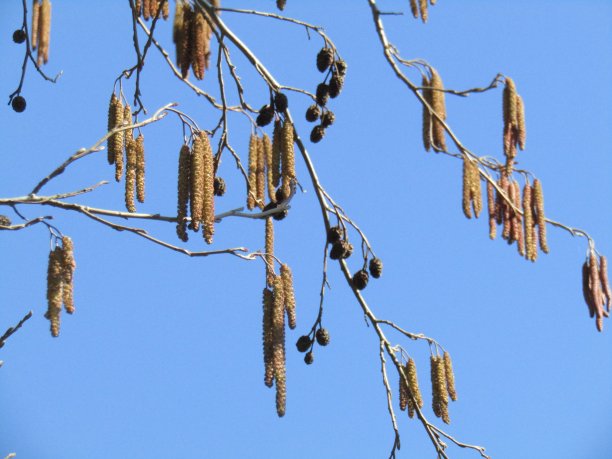 日本。2月。新芽的树枝与清澈的蓝天相映成趣。春天来了。图片下载