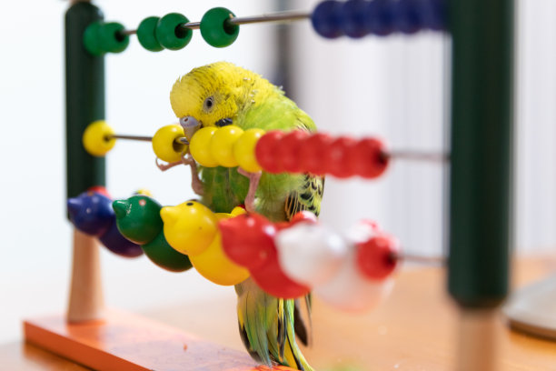 和宠物鹦鹉一起生活图片下载