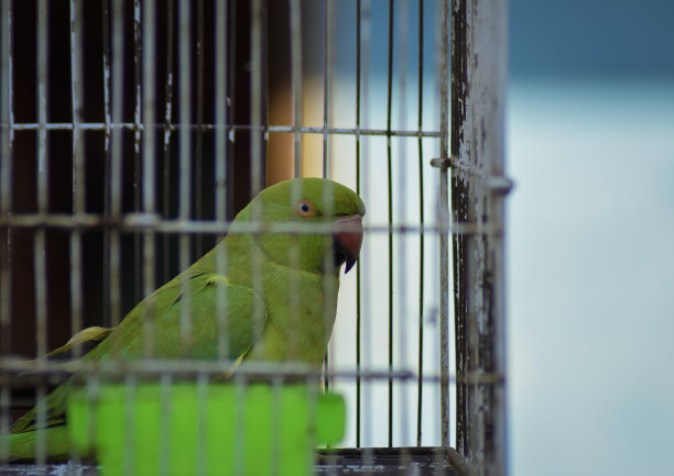 鹦鹉正从笼子里向外张望。图片下载