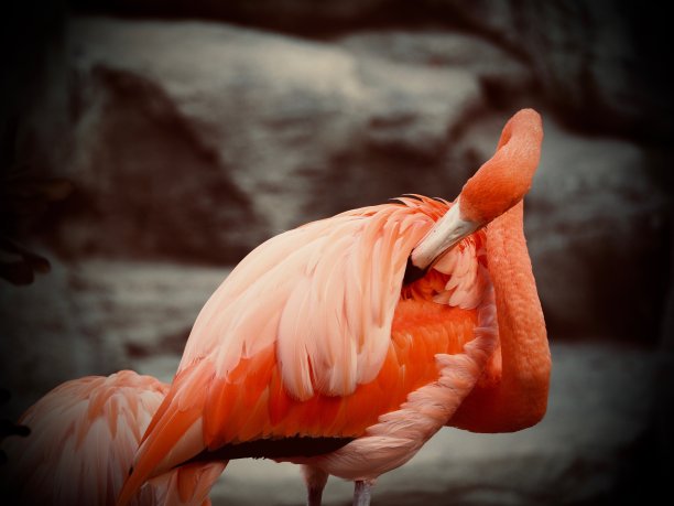 加勒比火烈鸟自满图片下载