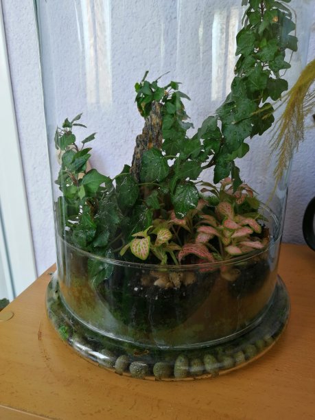 玻璃容器。在绿色和粉红色的容器内的一组植物。石质生态系统的中心封闭和苔藓。图片下载