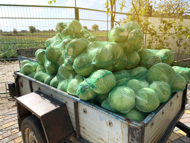 拖车里装着新鲜采摘的卷心菜。农产品。农业和农业。收获,收获。种植有机蔬菜。农村图片下载