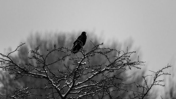 黑色和白色的城市自然:乌鸦栖息在光秃秃的树枝上，法兰克福，德国图片下载