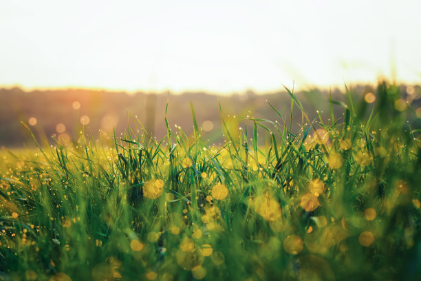 特写的草地草地与水滴在早晨的太阳图片下载