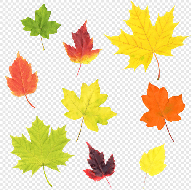秋叶设置孤立透明的背景图片下载