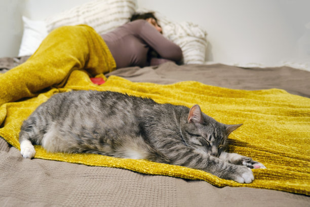 一只大灰猫睡在一个女人旁边的床上，她睡在黄色的毯子上图片下载