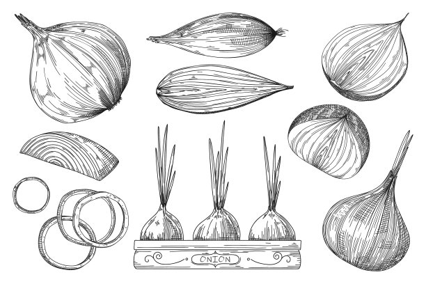 洋葱手绘草图孤立设置在白色图片下载