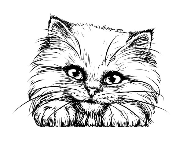 小猫墙贴纸图片下载