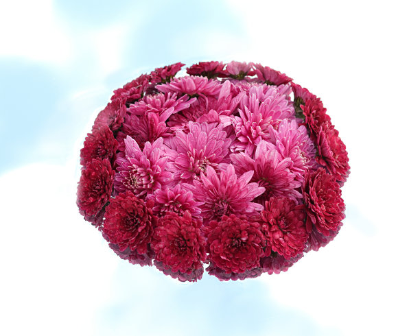 色彩鲜艳的菊花，以渐变为背景，抽象，纹理，柔软和模糊的风格。明信片。花的形式蛋糕图片下载