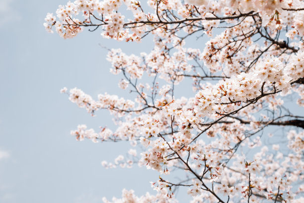 蓝天下的樱花图片下载