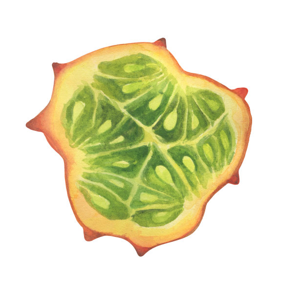 黄瓜片(也叫非洲角黄瓜、刺瓜、火参)。手绘植物水彩画插图孤立的白色背景。图片下载