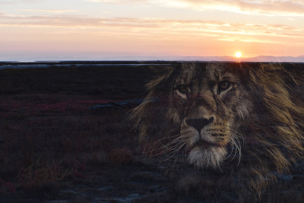 美丽的冥想和禅宗日出与雄伟的狮子剪影高质量图片下载