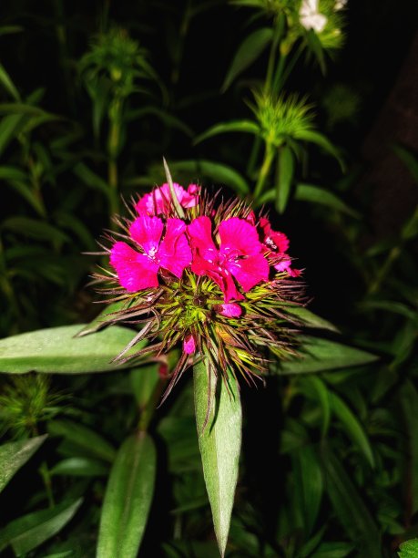 宏观的花图片下载