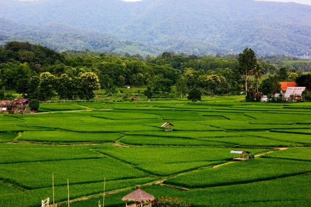 水稻种植自然背景图片下载