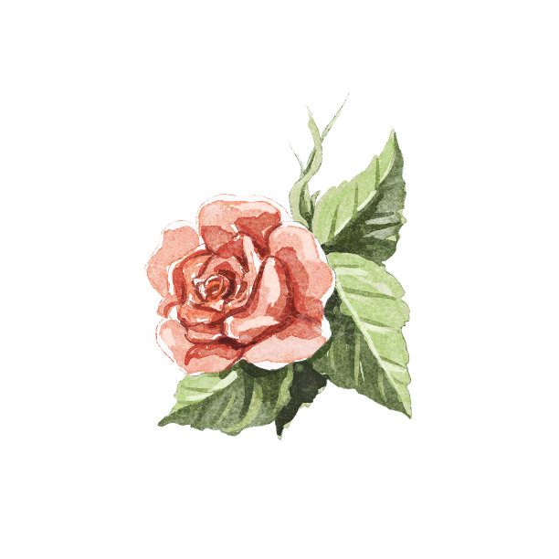 水彩复古卡通单红玫瑰图片下载