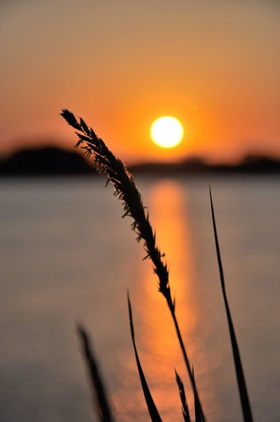 夕阳下一片草叶的剪影图片下载