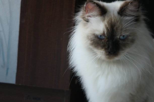 蓝色的眼睛图片下载