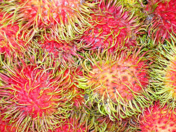 热带食物背景。新鲜的红毛丹图片下载