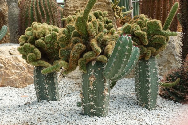 近距离观察花园中的仙人掌绿或Echinopsis calochlora图片下载