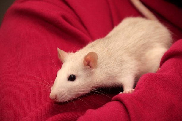 有趣的灰色老鼠坐在女孩的肩膀上，穿着红色的套衫图片下载