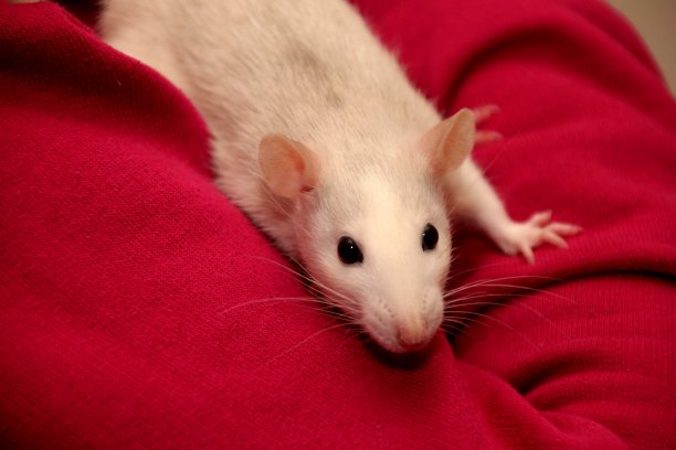 有趣的灰色老鼠坐在女孩的肩膀上的红色套头衫图片下载