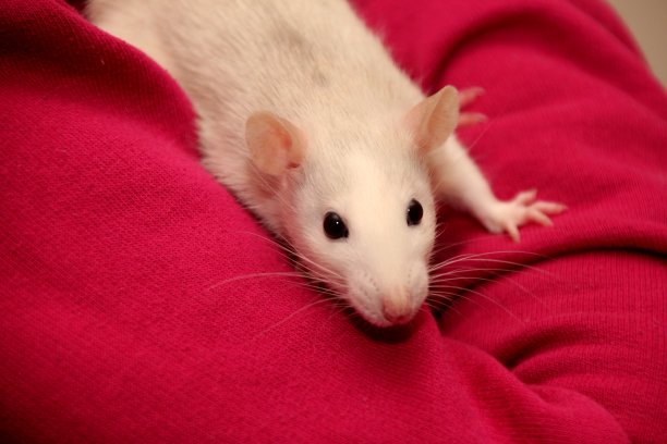 有趣的灰色老鼠坐在女孩的肩膀上，穿着红色的套衫图片下载