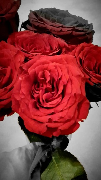 玫瑰花束图片下载