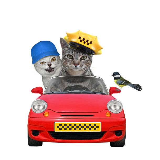 猫灰色驾驶红色出租车4图片下载