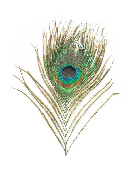 美丽的孔雀羽孤立在白色的ba上图片下载