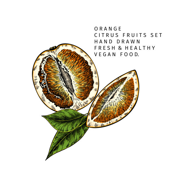 手绘橙色水果片和叶子。刻矢量插图。甜柑橘类外来植物。夏收、果酱或鸡尾酒素配料。菜单，包装，化妆品，食品设计。图片下载