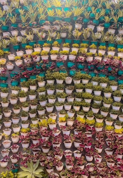 色彩鲜艳的花朵背景从中等角度拍摄图片下载