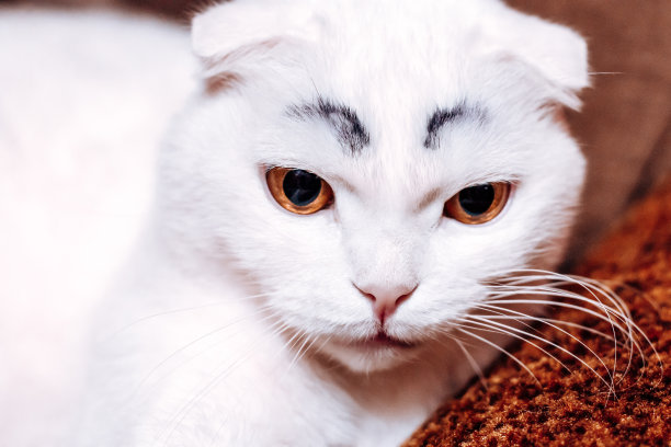 严肃有趣的白色褶皱猫，涂黑眉毛图片下载