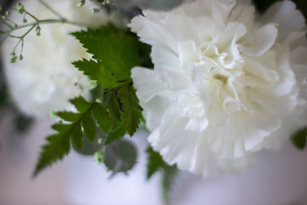 白色的花与桉树叶子成花束图片下载