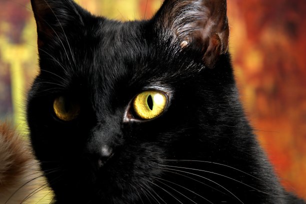 一只黄色眼睛的黑猫的特写图片下载