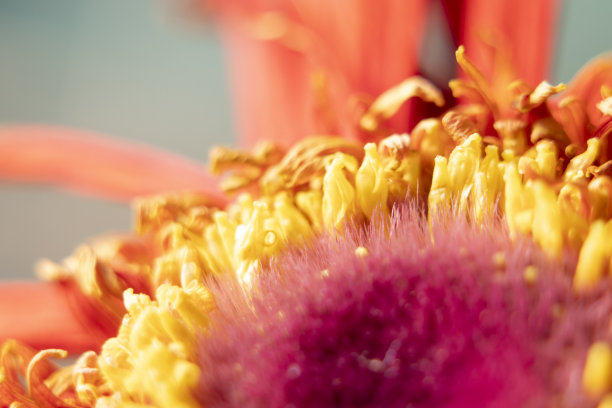 非洲菊花瓣中间的微距照片。非常接近，植物叶子的提取。黄色的颜色。图片下载
